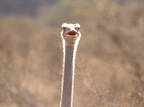 Struthio molybdophanes (Somali Ostrich, Somalistruds)