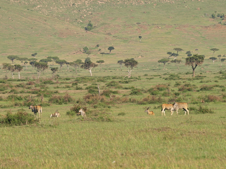 Taurotragus_oryx_Eland__Eland-antilope_29012011_Masai_Mara_Nationalpark_Kenya_596.JPG