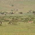 Taurotragus_oryx_Eland__Eland-antilope_29012011_Masai_Mara_Nationalpark_Kenya_596.JPG