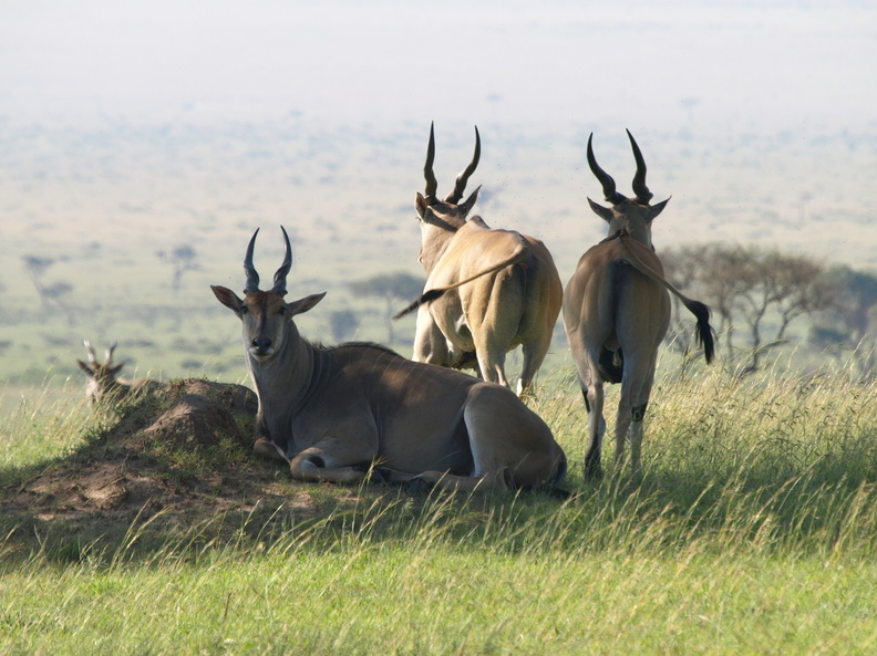 Taurotragus_oryx_Eland__Eland-antilope_29012011_Masai_Mara_Nationalpark_Kenya_602.JPG