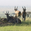 Taurotragus oryx (Eland, Eland-antilope)