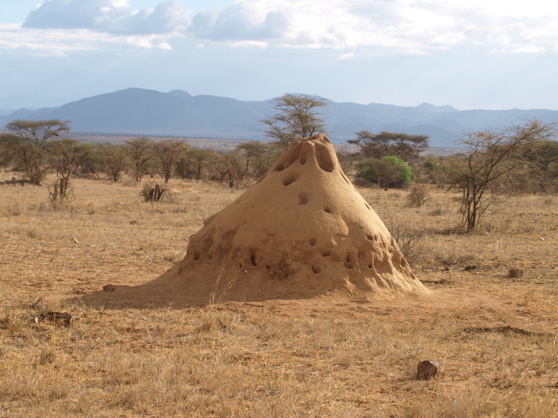 Termitbo_01232011_Samburu_nationalpark_Kenya_001.JPG