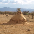 Termitbo, Samburu nationalpark