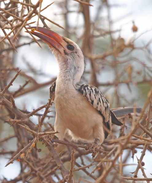 Tockus_erythrorhynchus_Red-billed_Hornbill__Roednaebbet_Toko_01232011_Samburu_nationalpark_Kenya_003.JPG