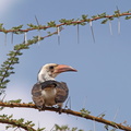 Tockus_erythrorhynchus_Red-billed_Hornbill__Roednaebbet_Toko_01242011_Samburu_nationalpark_Kenya_010.JPG