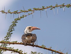 Tockus erythrorhynchus (Red-billed Hornbill, Rødnæbbet Toko)