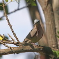 Turtur chalcospilos (Emerald-spotted Wood-Dove, Smaragdpletdue)
