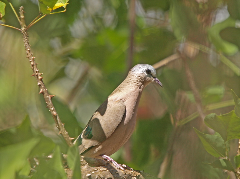 Turtur_chalcospilos_Emerald-spotted_Wood-Dove__Smaragdpletdue_29012011_Masai_Mara_Nationalpark_Kenya_030.JPG