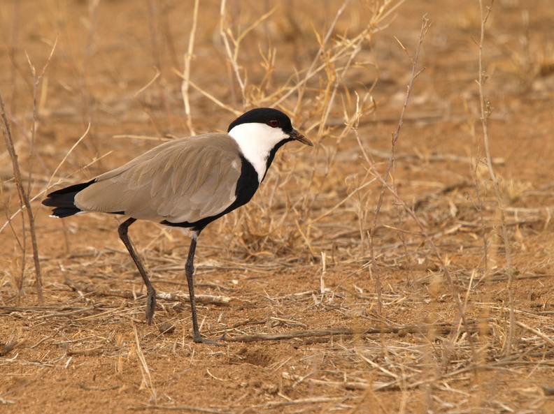 Vanellus_spinosus_Spur-winged_Lapwing__Sporevibe_01242011_Samburu_nationalpark_Kenya_005.JPG