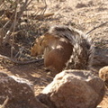 Xerus rutilus (Unstriped ground squirrel, jordegern)