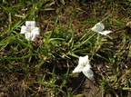 cycinium tubulosum (Waste Paper Flower)