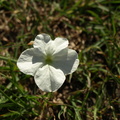 cycinium_tubulosum_Waste_Paper_Flower_28012011_Masai_Mara_Nationalpark_Kenya_047.JPG