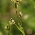 Asperula tinctoria (Farve-Mysike)