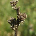 Campanula cervicaria (Hvas klokke)