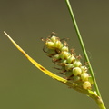 Carex tomentosa (Filtet star)