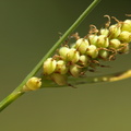 Carex tomentosa (Filtet star)