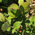 Cotoneaster canescens (Alvar-dværgmispel)