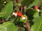 Cotoneaster canescens (Alvar-dværgmispel)