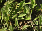 Globularia vulgaris (Kugleblomst)