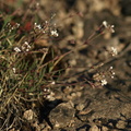 Gypsophila fastigiata (Sand-gipsurt)