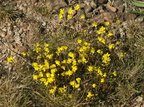 Helianthemum oelandicum var. oelandicum (Ølands-soløje)