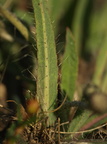 Pilosella dichotoma (Alvar-høgeurt)