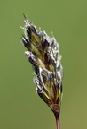 Sesleria caerulea (Kalk-blåaks)