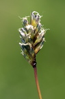 Sesleria caerulea (Kalk-blåaks)