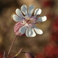 Silene uniflora ssp. petraea (Alvar-limurt)