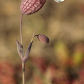 Silene uniflora ssp. petraea (Alvar-limurt)