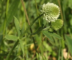 Trifolium montanum (Bjerg-kløver)