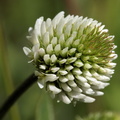 Trifolium montanum (Bjerg-kløver)
