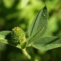 Trifolium_montanum_Bjerg-kloever_30052009_Soedra_Greda_OEland_009.JPG