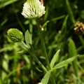 Trifolium_montanum_Bjerg-kloever_30052009_Soedra_Greda_OEland_010.JPG