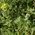 Trifolium_montanum_Bjerg-kloever_30052009_Soedra_Greda_OEland_011.JPG