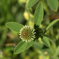Trifolium_montanum_Bjerg-kloever_30052009_Soedra_Greda_OEland_013.JPG