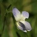 Viola elatior (Stor viol)