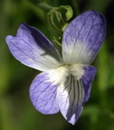 Viola elatior (Stor viol)