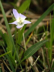 Viola pumila (Dværg-viol)