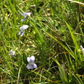 Viola pumila (Dværg-viol)