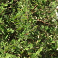 Cotoneaster kullensis (Skånsk dværgmispel)