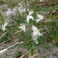 Dianthus arenarius ssp. arenarius (Sand-nellike)