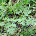 Peucedanum oreoselinum (Bakke-svovlrod)