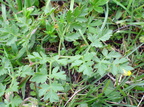 Peucedanum oreoselinum (Bakke-svovlrod)