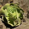 Aeonium canariense