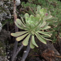 Aeonium urbicum