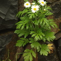 Argyranthemum broussonetii