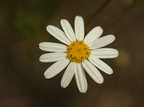 Argyranthemum gracile