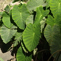 Colocasia esculenta (Taro)