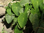 Colocasia esculenta (Taro)